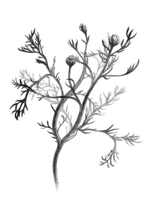 500x667 Chamomile Is A Herbaceous Annual Plant Belonging To The Asteraceae