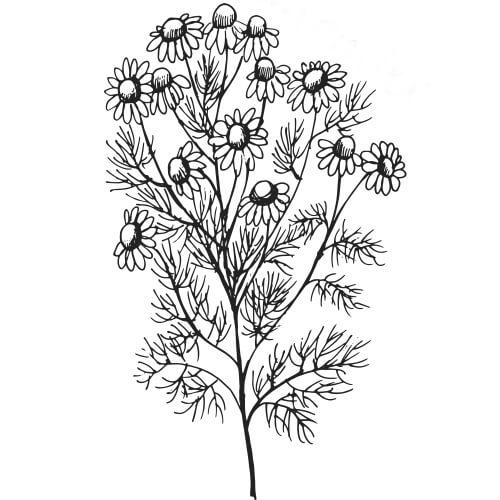 Chamomile Drawing at GetDrawings | Free download