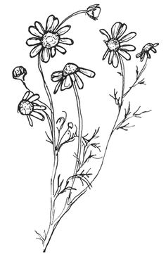 236x361 Chamomile. Tattoo References Botanical Drawings