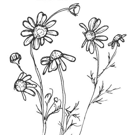 Chamomile Drawing at GetDrawings | Free download