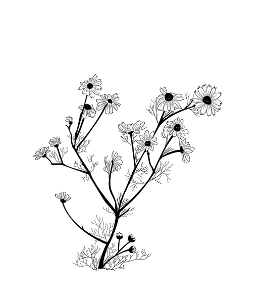 529x600 Free Stock Photos