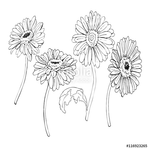 500x500 Gerbera Daisy Or Chamomile Flowers Drawn By Ink. Hand Drawn Vector