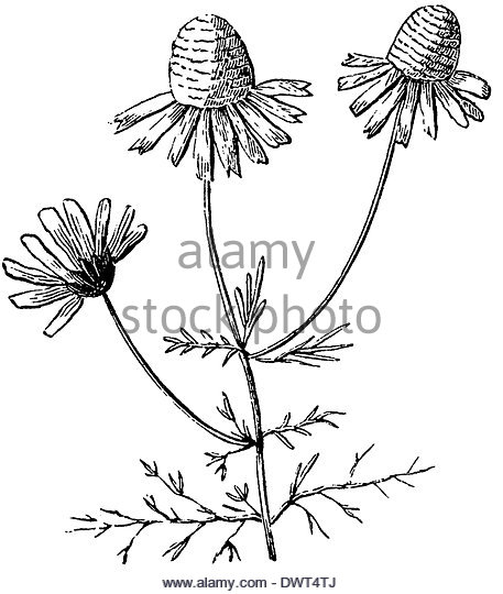 457x540 Matricaria Chamomilla Illustration Stock Photos Amp Matricaria