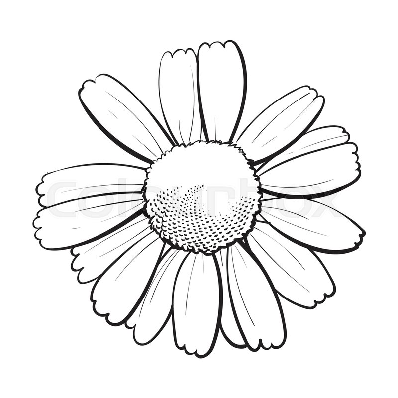 800x800 Open Black And White Chamomile Blossom, Top View, Sketch Style