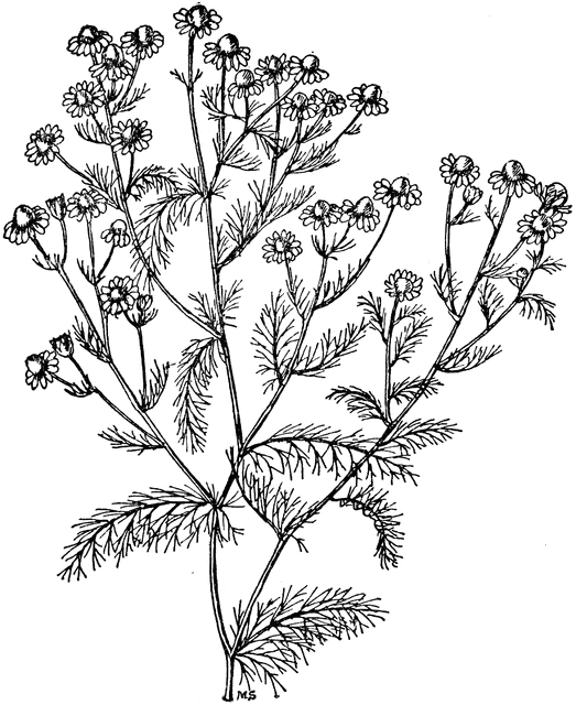 523x640 Wild Chamomile Clipart Etc