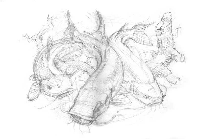 800x564 Catfish Sketch