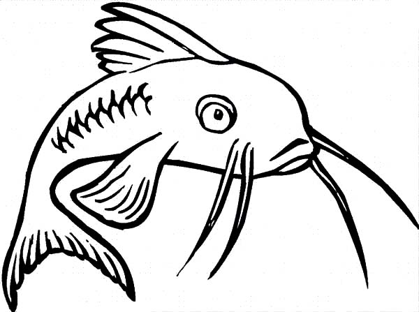 600x447 Channel Catfish Coloring Pages Best Place To Color
