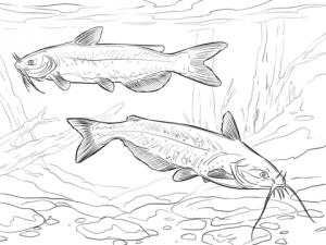 300x225 Awesome Book Catfish Coloring Pages