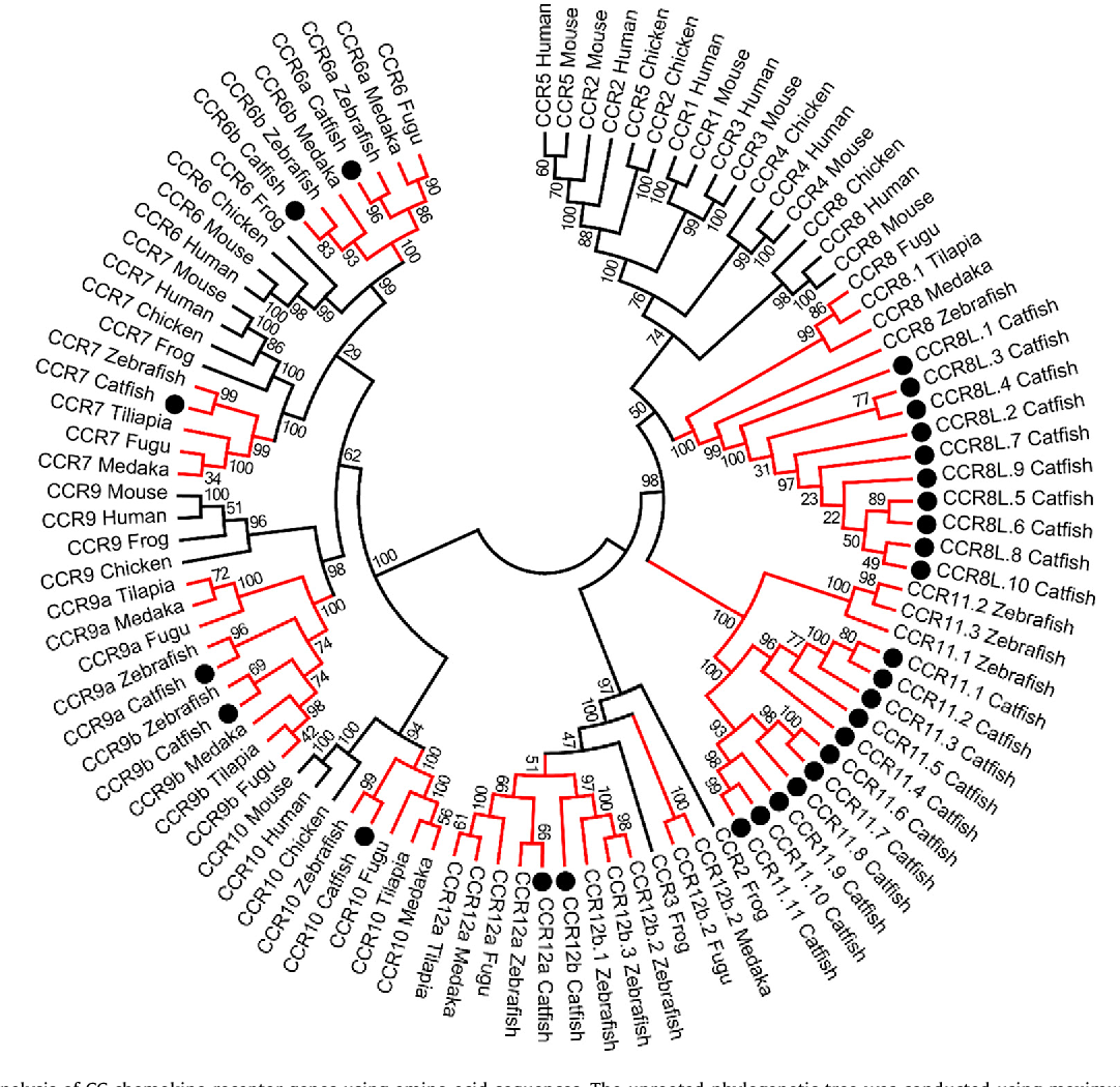 1082x1050 The Cc And Cxc Chemokine Receptors In Channel Catfish (Ictalurus
