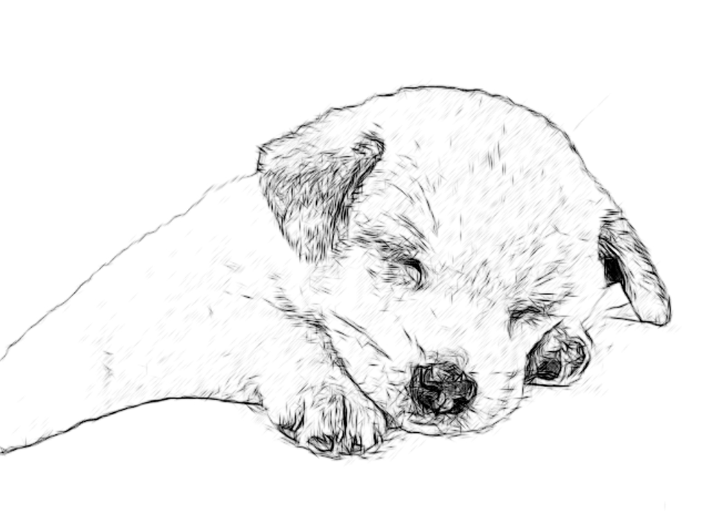 1024x768 Line Drawing Pencil And Charcoal Art Galleries Labrador Retriever