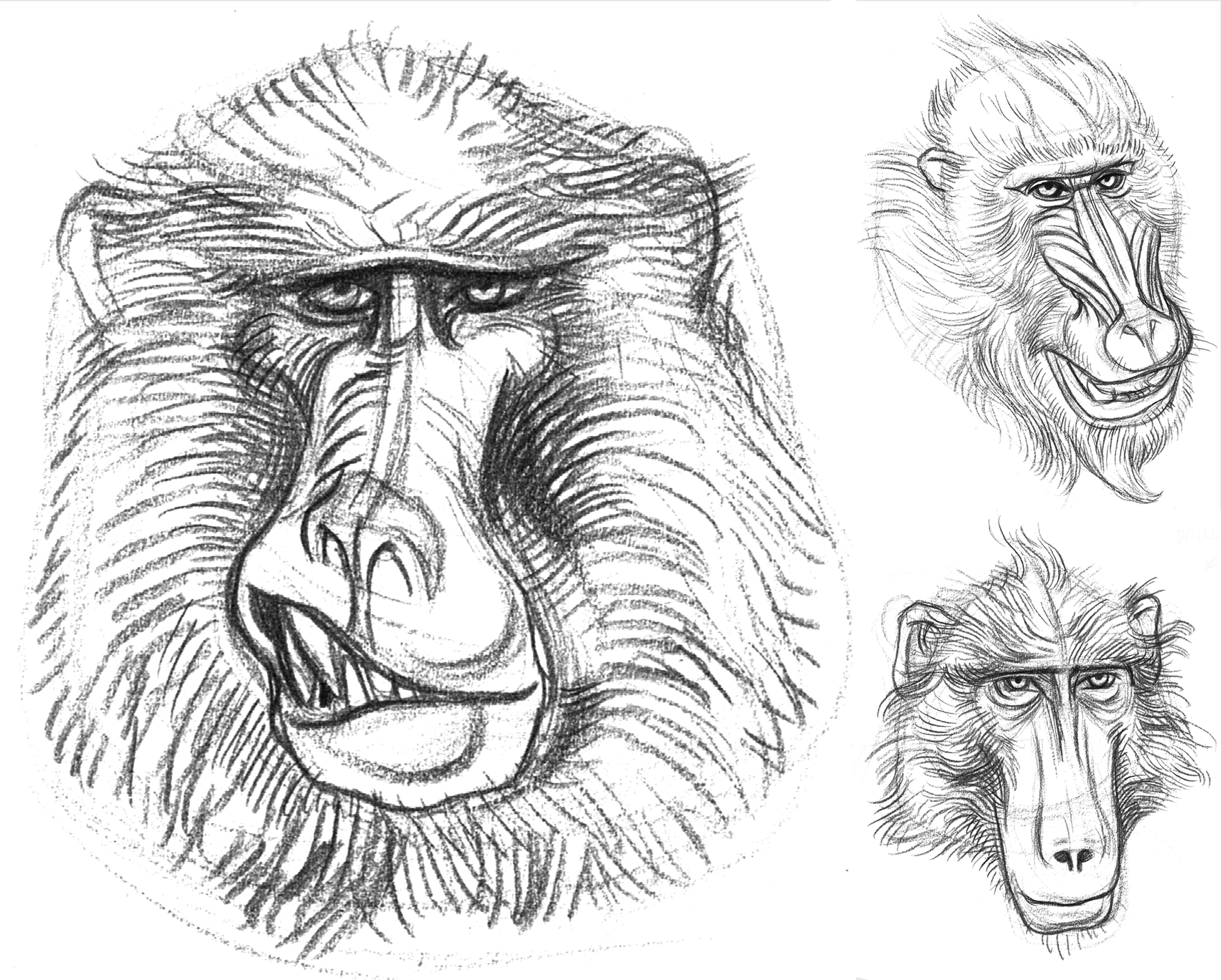 3000x2409 Garygeraths Animal Drawing