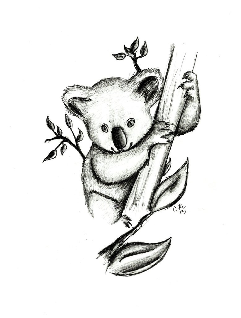 778x1027 Koala Drawing Pictures
