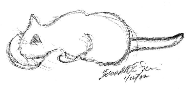 736x359 Daily Sketch Reprise Jelly Bean Breakfast, 2012 Cats