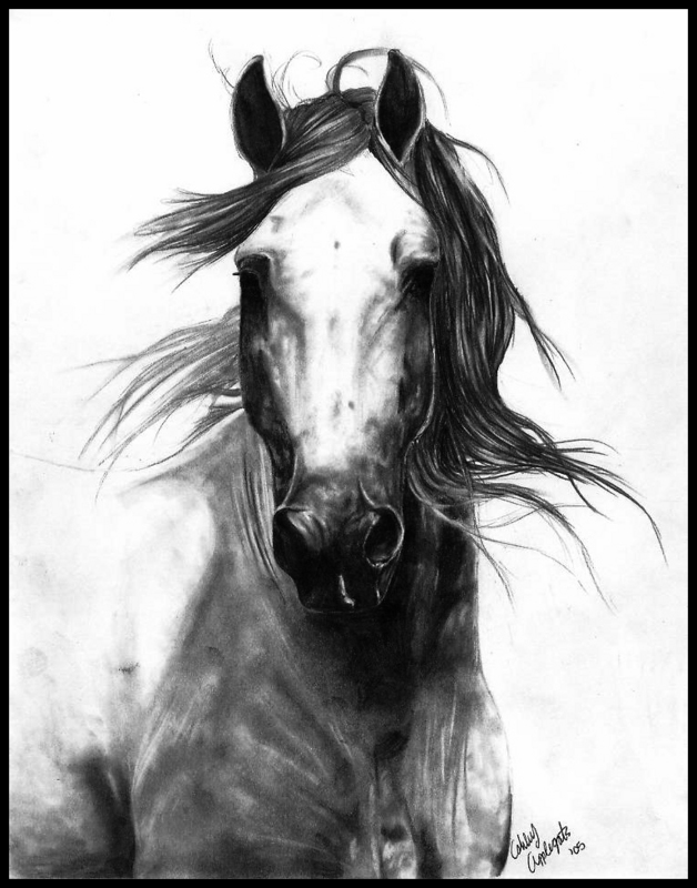 628x800 Charcoal Drawing Of Horse