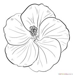 236x242 How To Draw A Hibiscus Flower Step By Step Drawing Tutorials