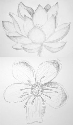 236x407 How To Draw Flowers