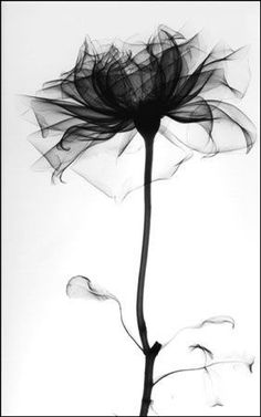 236x377 Lily Charcoal Drawing Pencil Art Drawings, Art