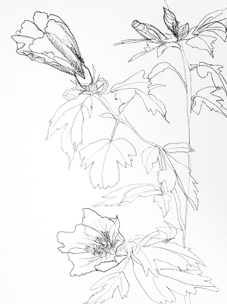 746x1000 Rose Of Sharon