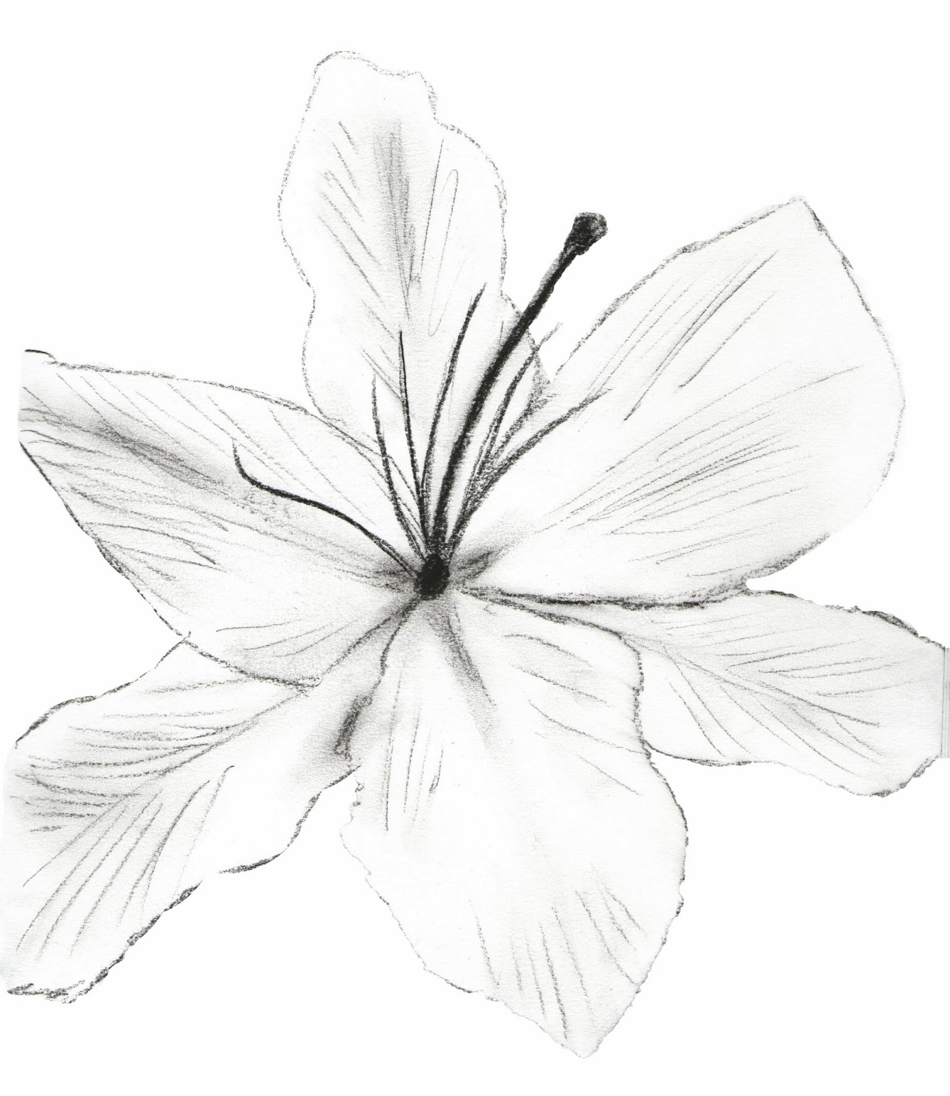1387x1600 Anne Williams Designs Flower Drawings