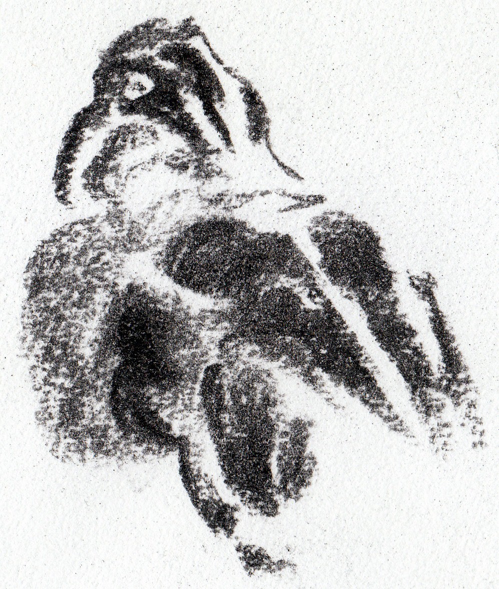 997x1176 Charcoal Kestrelart