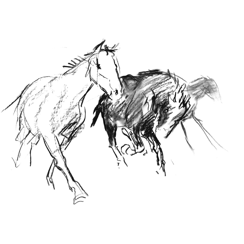 800x800 Diana Hand Evokes The Spirit Of The Horse In Her Drawings.