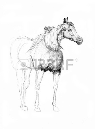 332x450 A Horse Sketch On Paper Stock Photo, Picture And Royalty Free