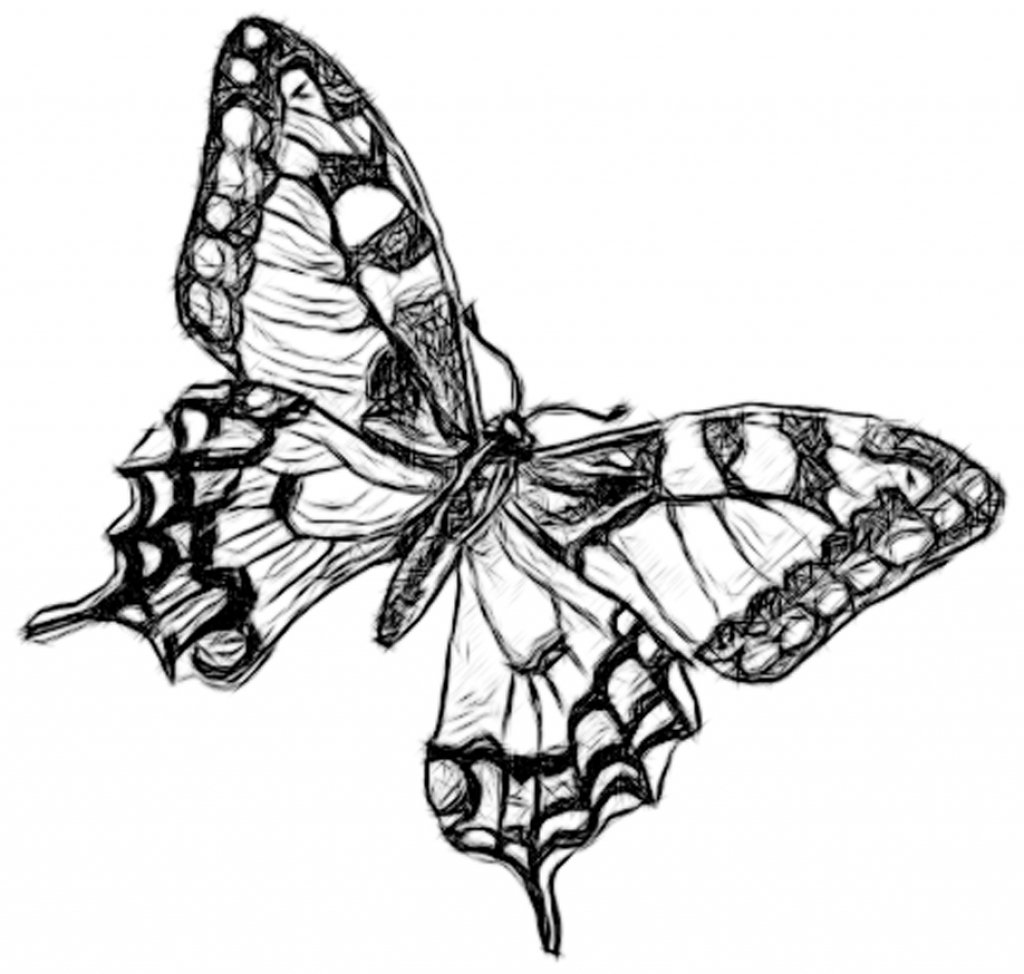 1024x974 Drawings Of Butterflies In Pencil Line Drawing Pencil And Charcoal