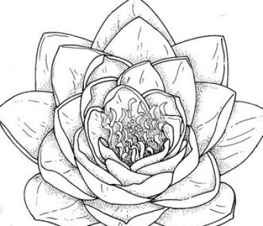 382x328 Drawn Elower Beginner