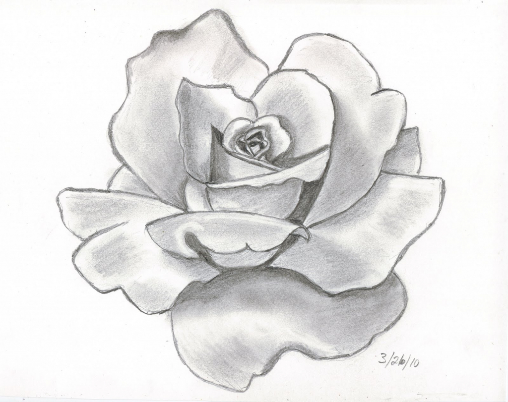 1024x811 Ideas Of Draw Realistic Roses Pencil Drawings Charcoal Drawings