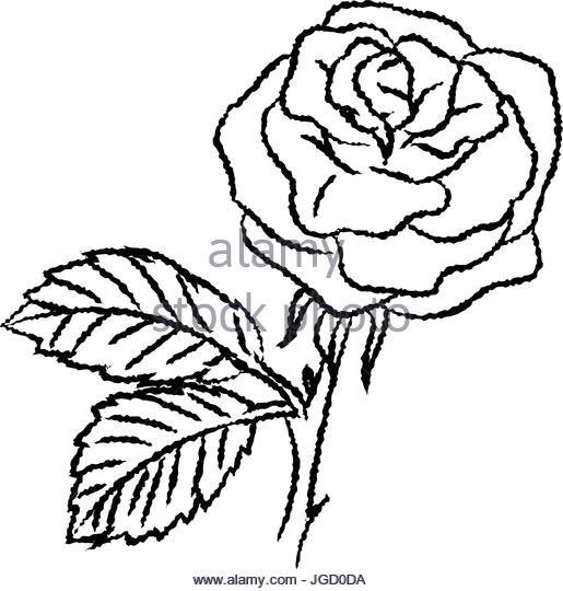 515x540 Rose Drawing Stock Photos Amp Rose Drawing Stock Images
