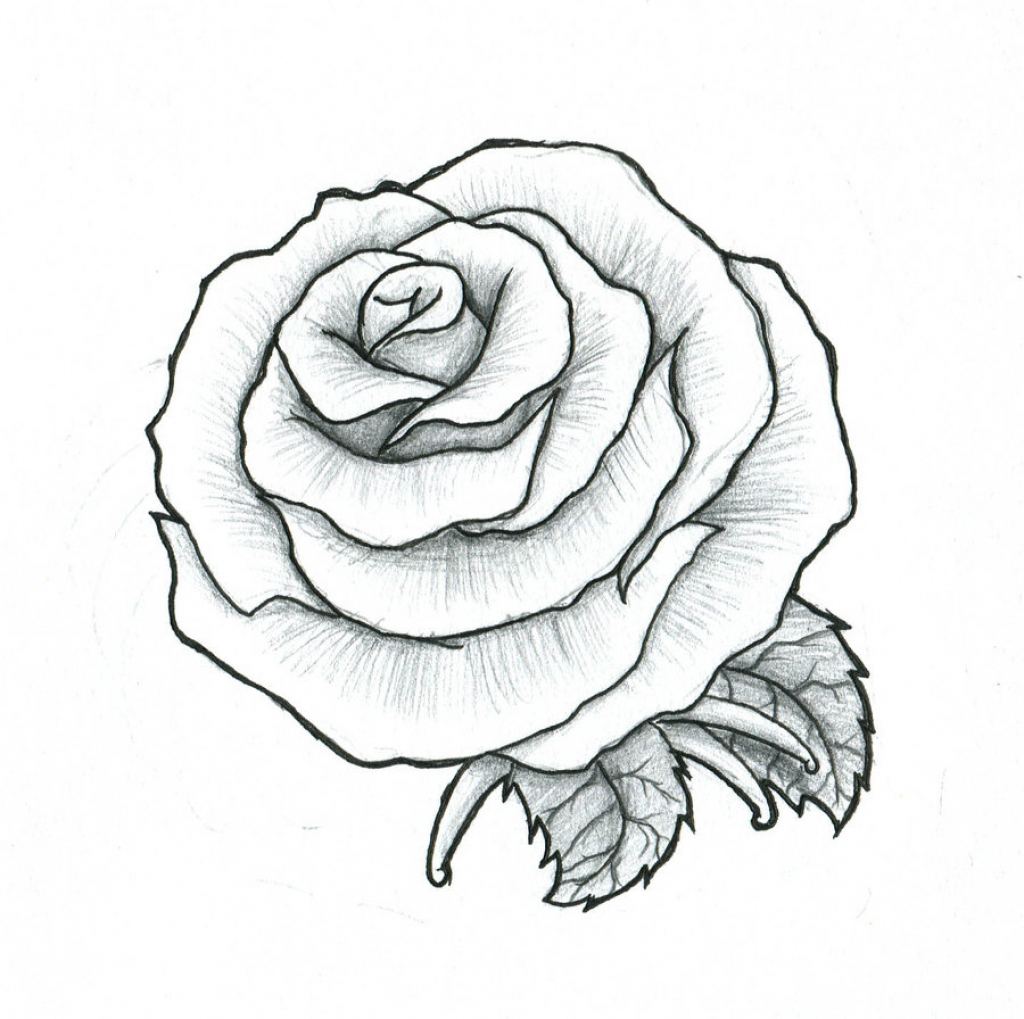Charcoal Rose Drawing at GetDrawings | Free download