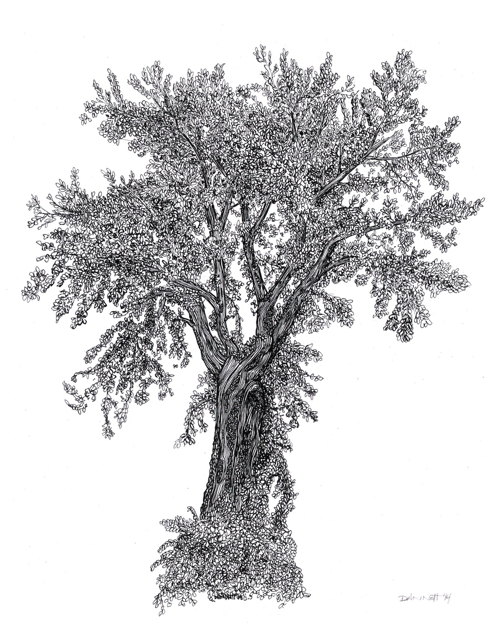 1000x1273 Drawing Dan Nott