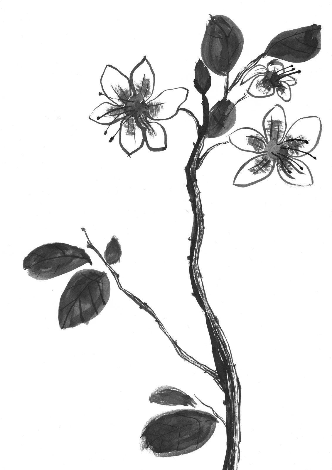 1131x1600 Drawings Matthieu Ghandour Photography