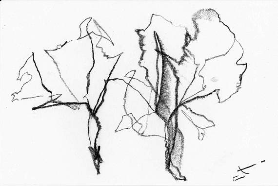 570x383 Tree Study Charcoal On Paper