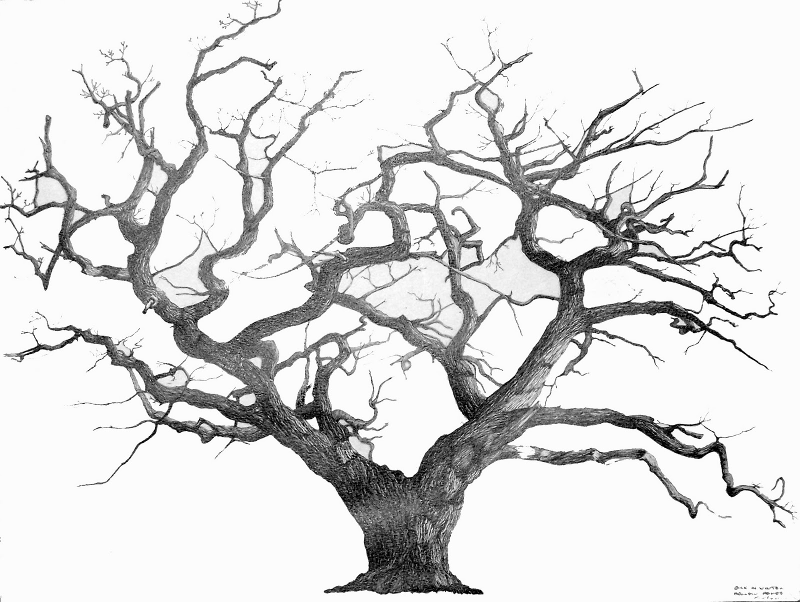 1600x1204 Vincent Van Gogh Tree Drawings. Speed Drawing How To Draw A Dry