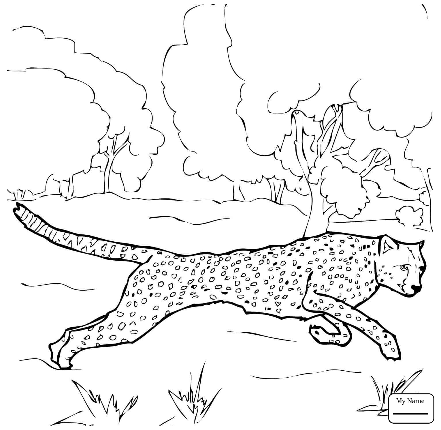 1530x1493 Coloring Pages Mammals Cartoon Cheetah