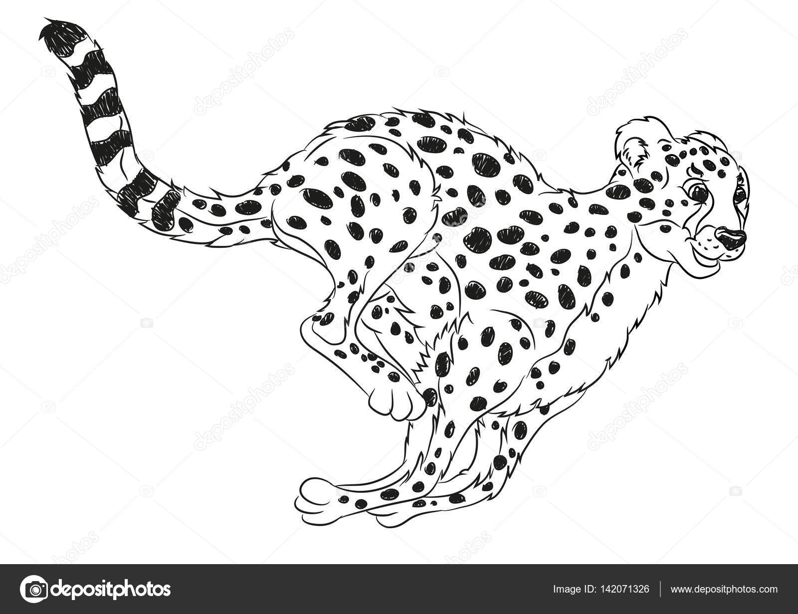 1600x1231 Running Wild Cat Coloring Page Stock Vector Agaes8080