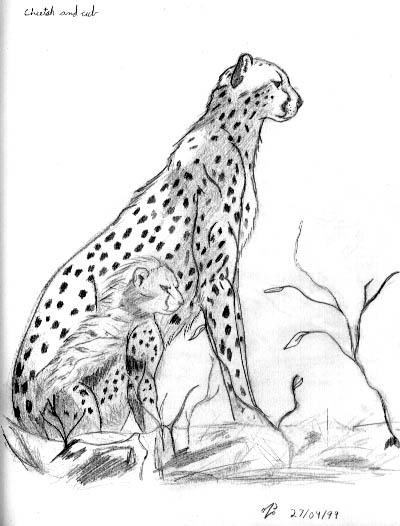 Cheetah Cub Drawing at GetDrawings | Free download