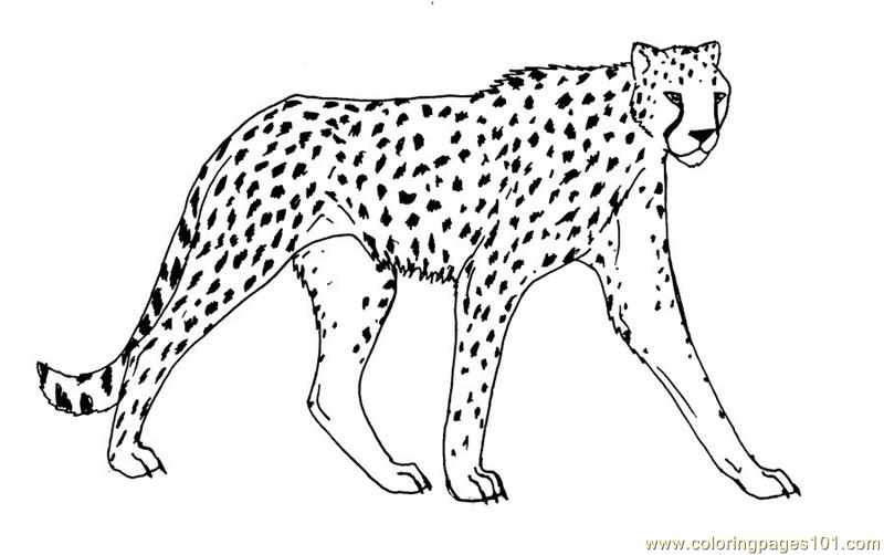 800x502 Cheetah Coloring Pages Boy Cheetah Coloring Pages Free