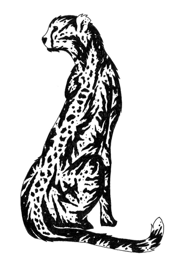 736x1088 13 Best Cheetahs Images On Cheetahs, Big Cats