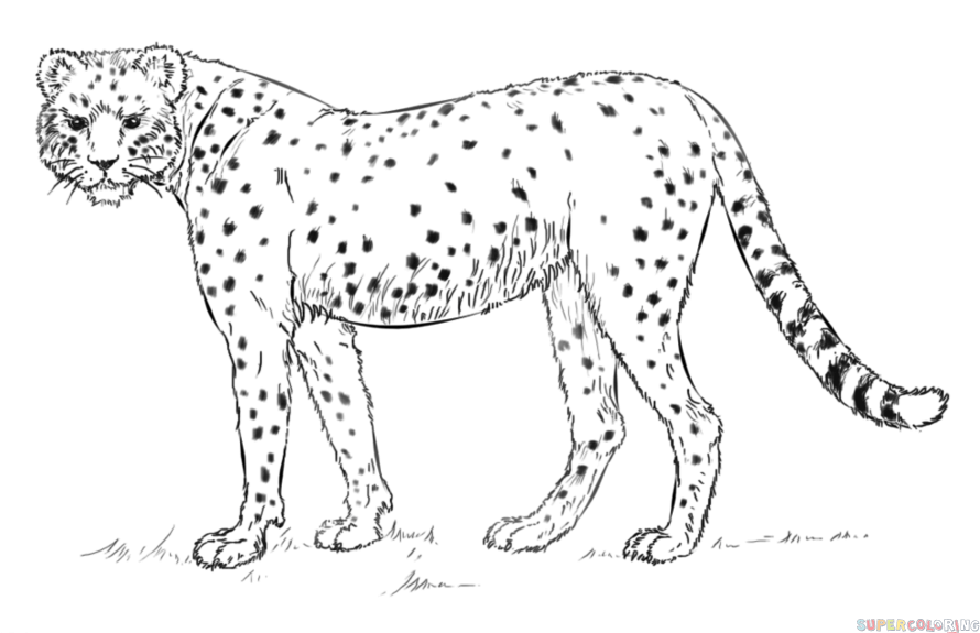 890x575 How To Draw A Realistic Cheetah Step By Step. Drawing Tutorials