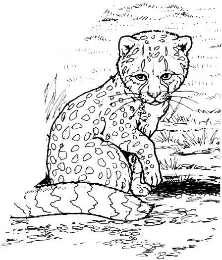 448x525 Cheetah Cub Coloring Page Fun For The Kiddos Baby