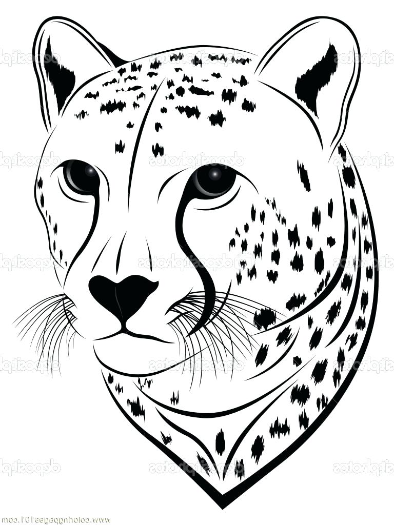 Cheetah Cub Drawing at GetDrawings | Free download