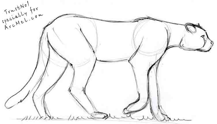 753x431 How To Draw Cheetah Step By Step