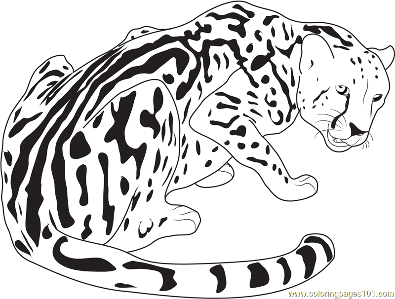 800x606 King Cheetah Coloring Page