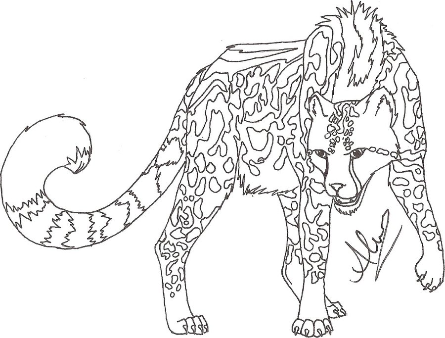 900x683 King Cheetah For Sale By Blackcatrayne666