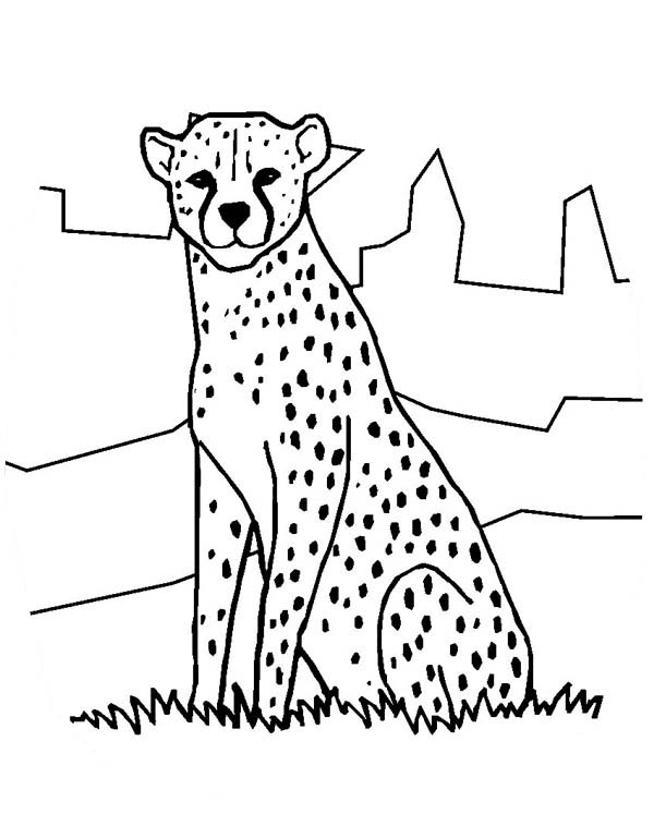 Cheetah Drawing Kids at GetDrawings | Free download