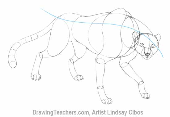 550x377 How To Draw A Cheetah Step By Step