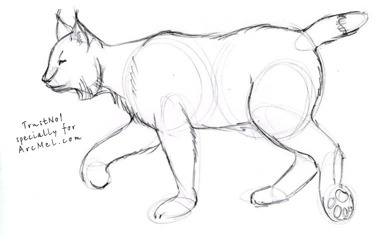 768x472 How To Draw Lynx Step By Step