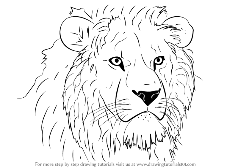 800x566 Learn How To Draw Lion Head (Big Cats) Step By Step Drawing